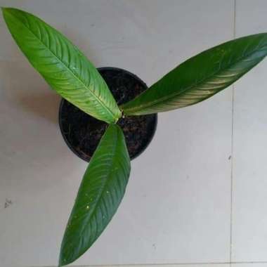 Tanaman Hias Antorium Lynette - Antorium Linet