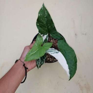 Jual tanaman hias syngonium variegata - syngonium varigata _