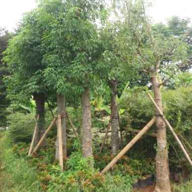Pohon Pelindung Baobab//Pohon Kaki Gajah.
