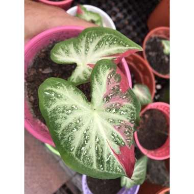 KELADI CAT TUMPAH KELADI SHYCOOL Shycool Anakan