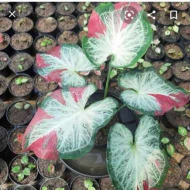 KELADI CAT TUMPAH KELADI SHYCOOL Shycool Remaja