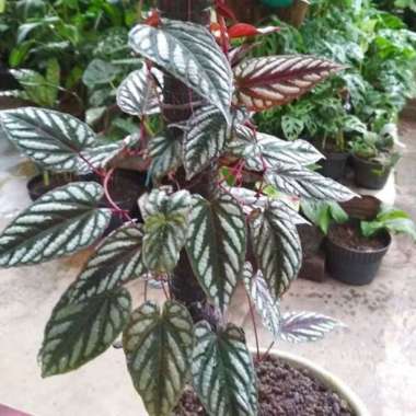 TANAMAN HIAS SIRIH KERATON - tanaman hias herbasida sirih keraton - tanaman rambat sirih keraton 626