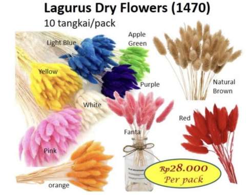 Lagurus Dry Flower - Dried Flowers - Bunga Kering isi 10tangkai