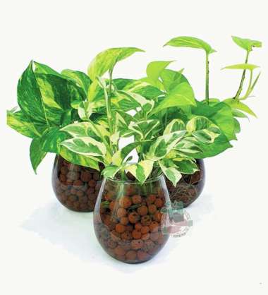 Vas Bunga Kaca Minimalis Hiasan Meja Pot Gelas Bening Tanaman Hias Air