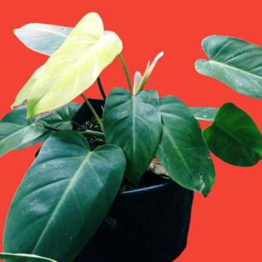 Philodendron Domesticum-Philo Domesticum
