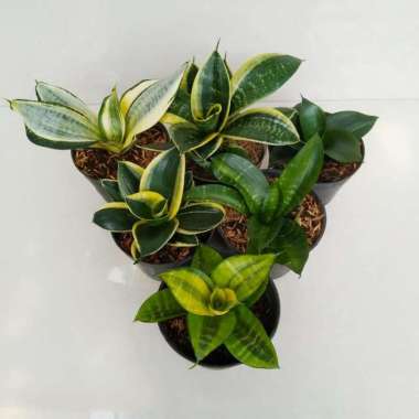 Paket 6 Tanaman Hias Indoor Sensivera Mini