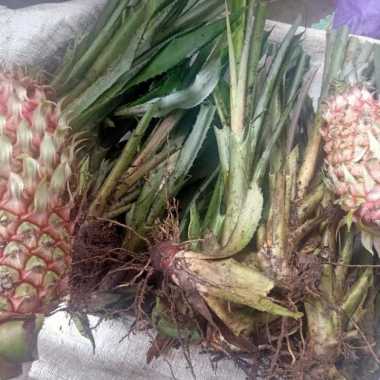 bibit nanas merah asli nanas hutan nanas sabrang per 2 bibit