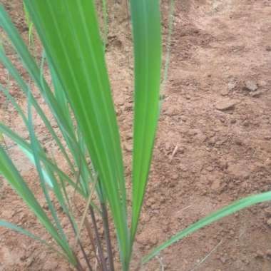 bibit sereh wangi sereh merah per 5 bibit