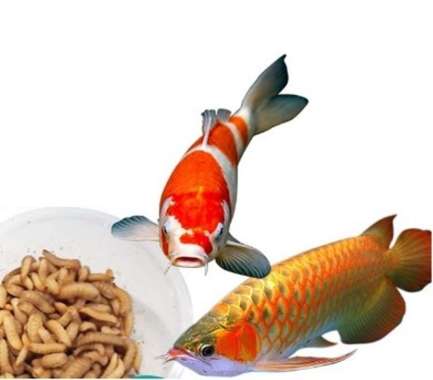 Harga Ikan Arwana Harga Terbaru Oktober 2020 Blibli Com