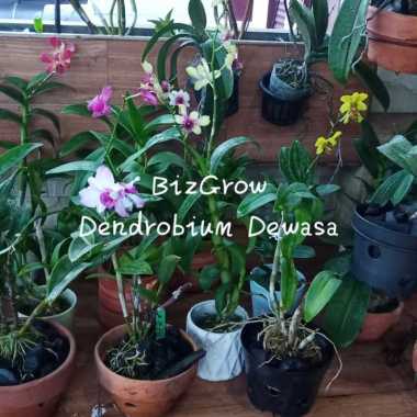 Anggrek Dendrobium Dewasa Spike + Pot Tanah Standart ID Random