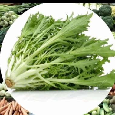 Lettuce Endive Sayur 250Gram