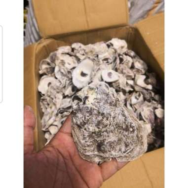 Kulit kerang cangkang Oyster sh media filter Ph bufer kolam isi 1 kg