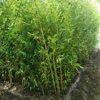 Bambu Kuning Hoki Tunas bibit murah