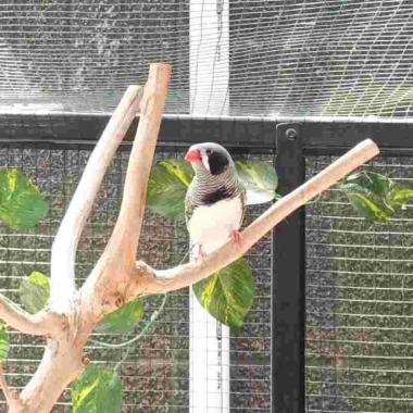 Zebra Finch Black Cheek (Grab / Gojek INSTAN) JABODETABEK