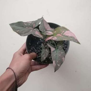 Jual tanaman hias syngonium pink splash _