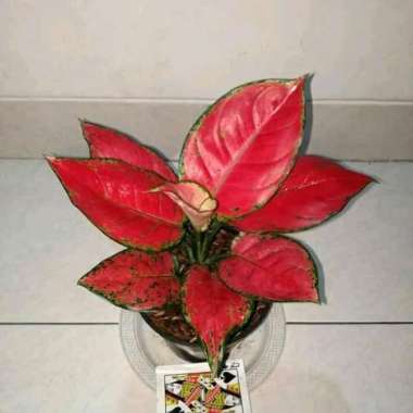 tanaman hias aglonema red anjamani -aglonema red anja