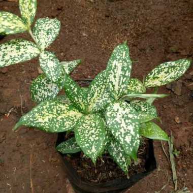 Tanaman Hias Dracena Florida