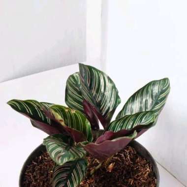 tanaman hias calathea ornata batik - kalatea ornata batik