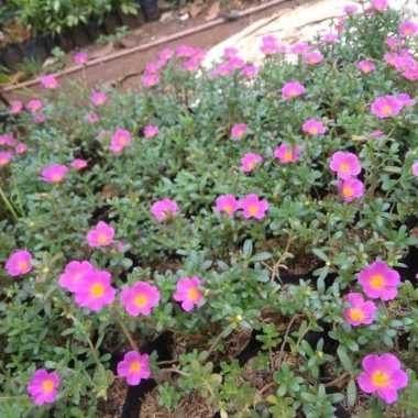 tanaman hias gantung sutra bombay bunga pink - bunga sby