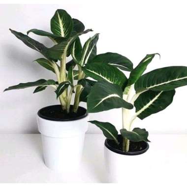 Tanaman Hias Dieffien Bachia Green magic - Dieffien Gurita - Diven