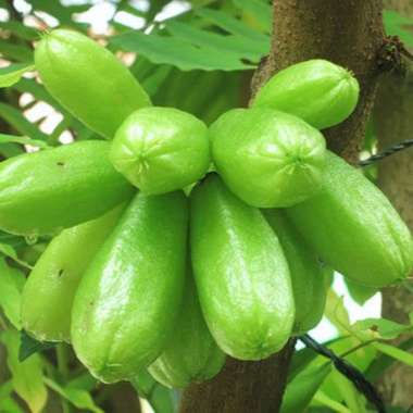 Bibit Tanaman Buah Belimbing Wuluh-Bibit Belimbing