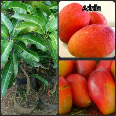 PROMOO... Bibit mangga yuwen mangga orange