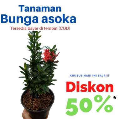 Tanaman hias hidup bunga asoka india
