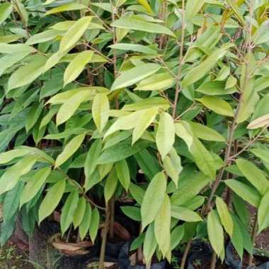 bibit durian 1meter all jenis - musangking