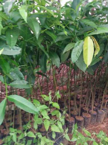 Bibit Tanaman Mundu atau Mundar Buah Langka Aneka Bibit
