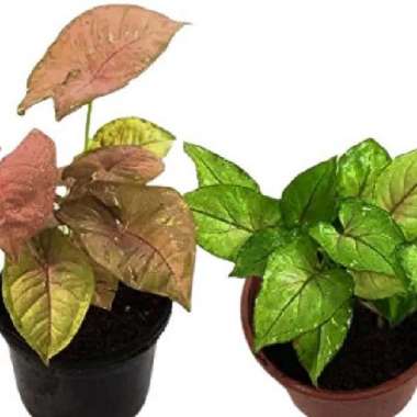 Paket 2 Tanaman Hias Syngonium -Syngonium Pink Dan Syngonium Kuning