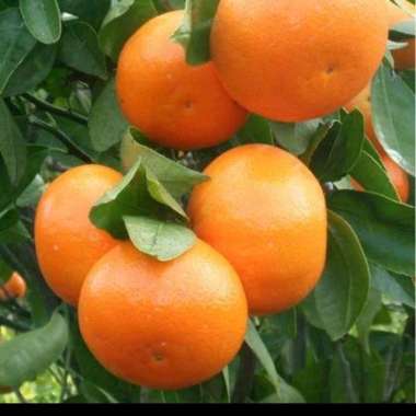 BIBIT JERUK SANTANG MADU