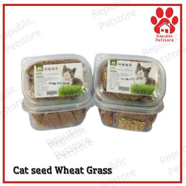 Rumput Kucing Paket Lengkap Siap Tanam - Cat Wheat Grass