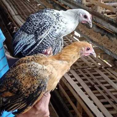 Ayam Arab Petelur | 4 Bulan | Betina