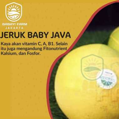 Buah Jeruk Baby Java / Jeruk Peras Baby 250 gram