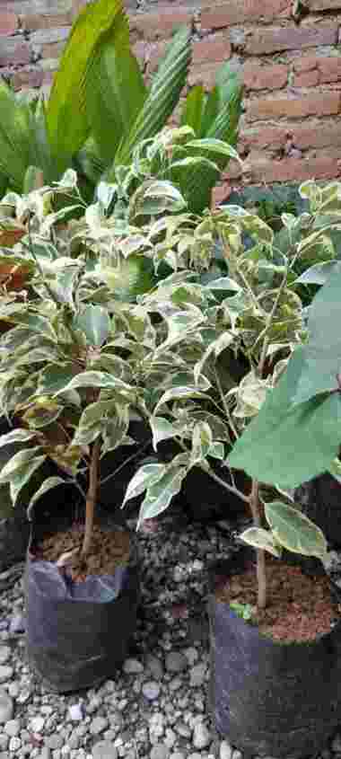 Tanaman Hias Beringin Putih - Beringin Varigata Tunas Bibit