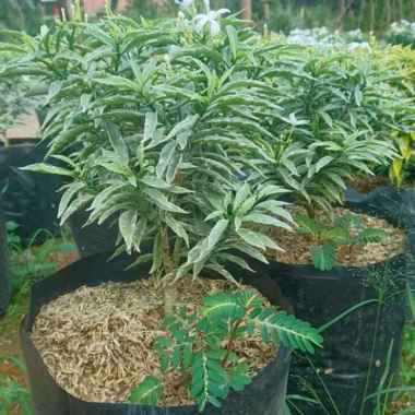 Bunga Rombusa Silver Tunas bibit Purworejo