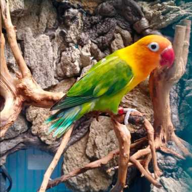 LoveBird Pied Green (Grab / Gojek INSTAN) JABODETABEK