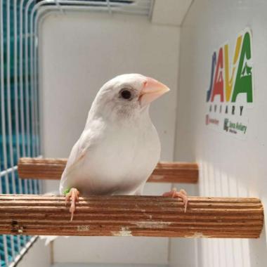 Society Finch / Emprit Jepang (Grab / Gojek INSTAN) JABODETABEK