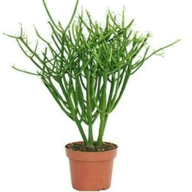 tanaman herbal patah tulang/pohon patah tulang