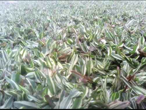 Rumput Gajah Mini Varigata - Rumput Gajah Mini Putih