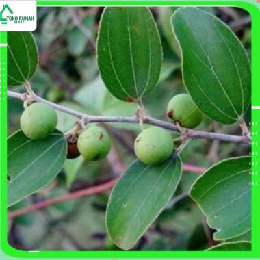 DAUN BIDARA ARAB KERING 1 KG - Ziziphus Mauritiana - MURNI - JSR