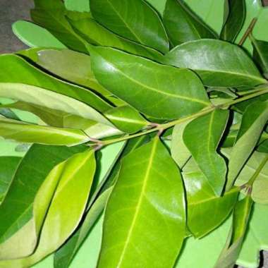 daun salam dan daun jeruk daun salam 1000