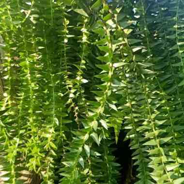 bibit pakis ekor tupai sebagai hiasan gantung