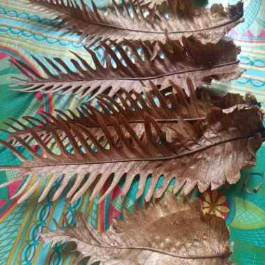 pakis tanduk rusa kering per 20buah