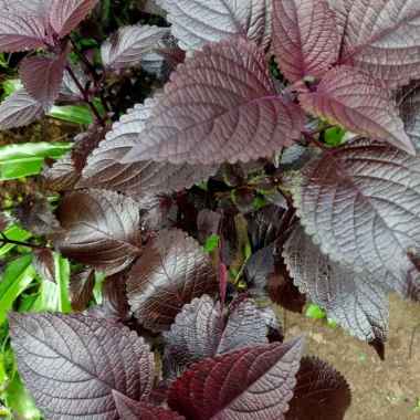 paket hemat daun jawer kotok 250 gram segar