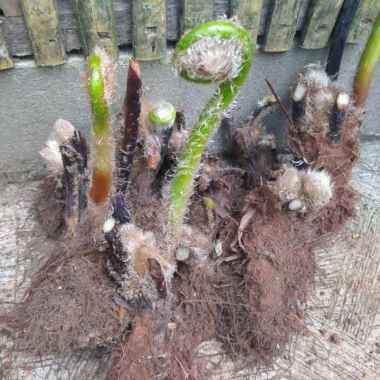 jual bibit pakis monyet tanaman hias siap di pindah kepot besar
