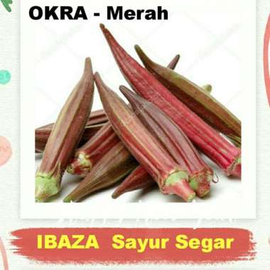 OKRA OKRA MERAH SAYUR LALAPAN Sayur Segar IBAZA fruitsBOX