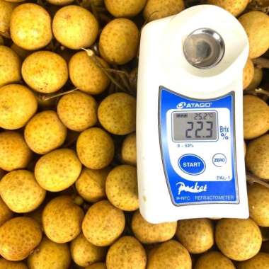 Lengkeng Madu HARGA GROSIR