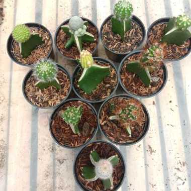 KAKTUS GRAFTING PANCAWARNA HIJAU TANAMAN HIAS HIDUP MINI KAKTUS DEKORASI RUMAH HIASAN TAMAN BUNGA MI