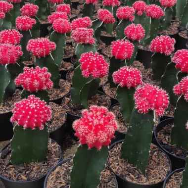 KAKTUS GRAFTING PANCAWARNA HIJAU TANAMAN HIAS HIDUP MINI KAKTUS DEKORASI RUMAH HIASAN TAMAN BUNGA MI